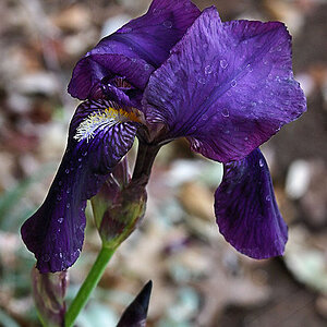 First Iris