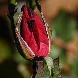 New Rose Bud