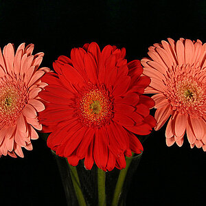 Gerberas & Black