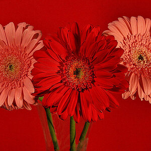 Gerberas & Red