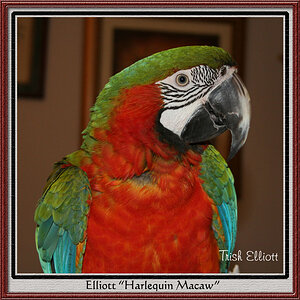 Harlequin Macaw