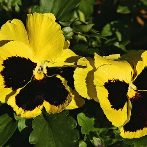 Yellow Pansies