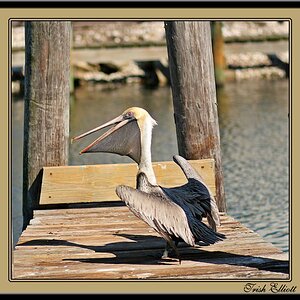 6105-Pelican