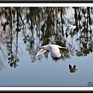 Flying Gullg