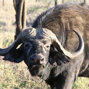 African Buffalo