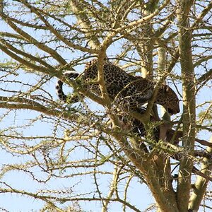 Leopard with kill