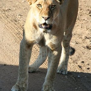 Lioness eyecontact