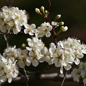 Flowering Crabapple