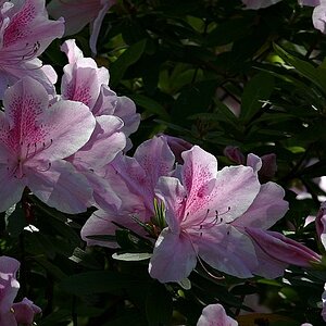 Pink Azaleas