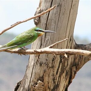 Honeyeater