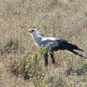 Secretary Bird