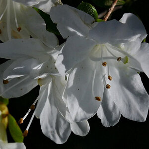 White Azalea