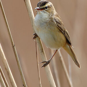 Sedge Warbler