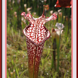 Bird and Flowers3