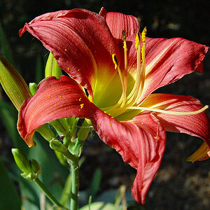 Red Daylily