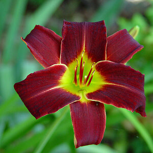 Day Lily