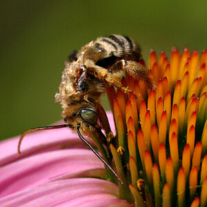 View of Bee