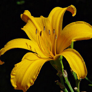 DayLily 2