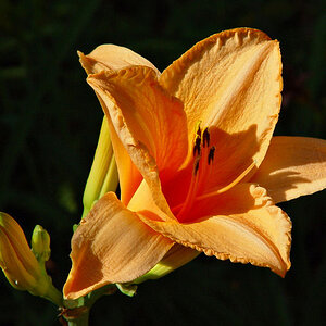 DayLily 4