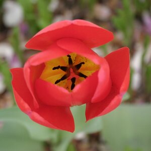 Tulip