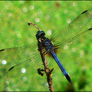 3267-dragonfly