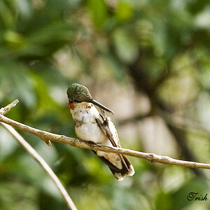 backyard birds1