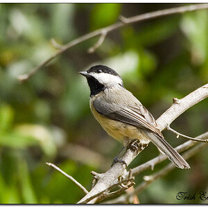 backyard birds3