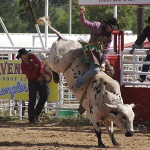 Bull Riding