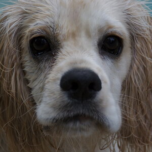 Wet dog