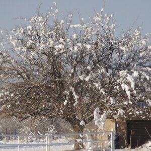 New Mexico snow