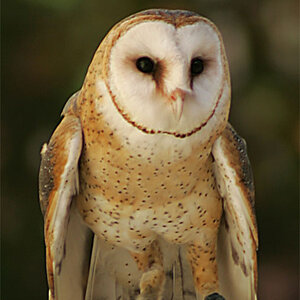 4189-Owl-BarnOwl05-1015Owl2