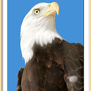 4189-Eagle-MyFavoriteBird05-0916Eagle2