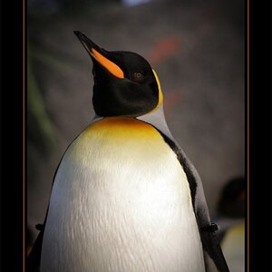 4189-Penguin-TheKing06-0228