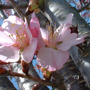 Blossoms