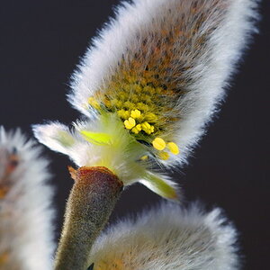 Pussy Willow (Salix discolor)