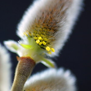 Pussy Willow (Salix discolor)