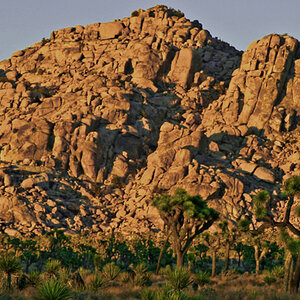 Joshua Tree Dusk