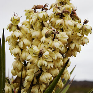 yucca