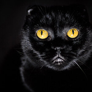 Black Cat