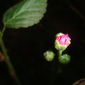 Black Barry Flower Bud