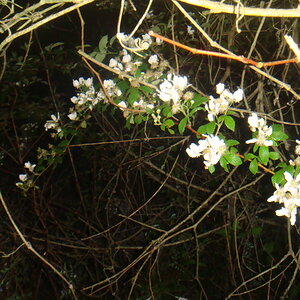 Evening Flowering