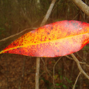 Leaves Also Change for Spring