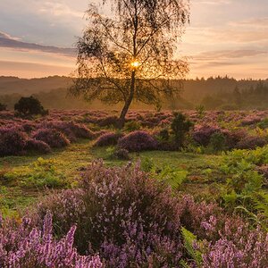 New Forest National Park