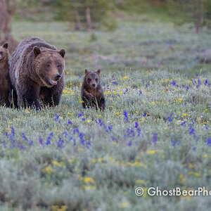 Grizzly Bear 399 on Grand Teton National Park's Pilgrim Creek Road