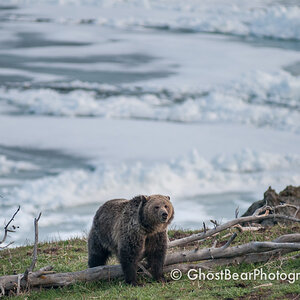 Raspberry Grizzly Bear Yellowstone