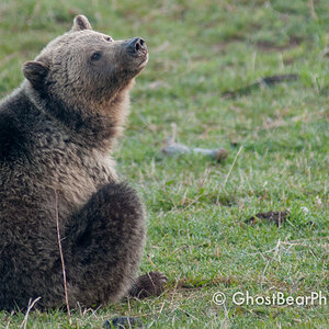 Raspberry Grizzly Bear Yellowstone