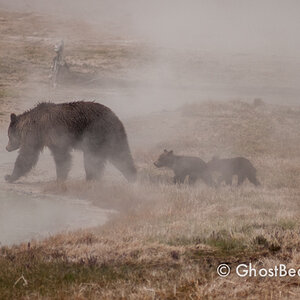 Grizzly Bear