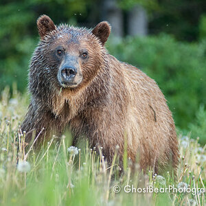 Grizzly Bear