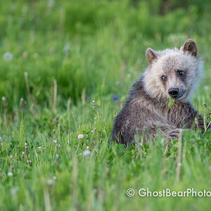 Grizzly Bear