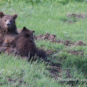 Grizzly Bear